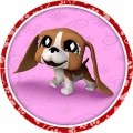 PET-10.jpg
