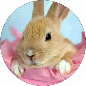 Opłatek na tort KRÓLIK 70